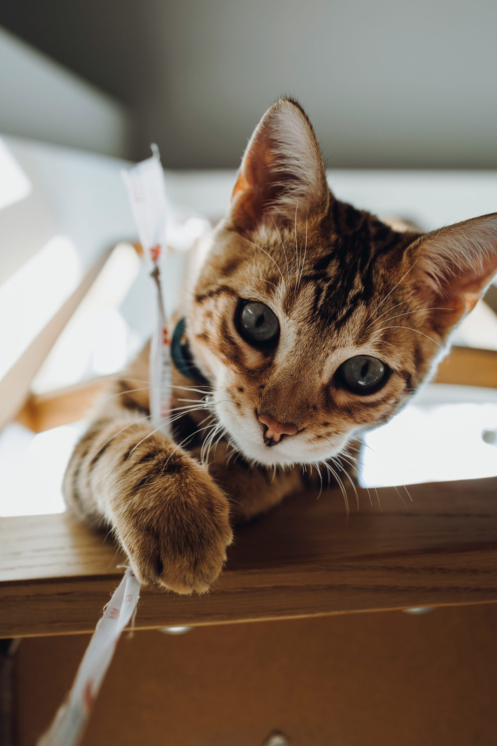 Bengali cat